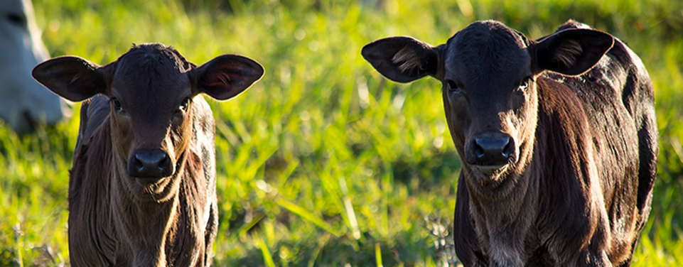 Aged Angus X Sirloin